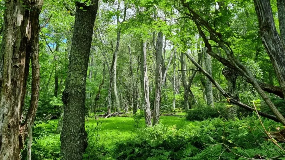 Národní park Shenandoah