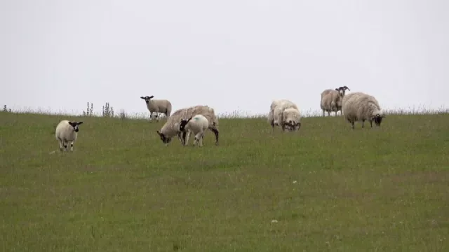 No fuj, Pepo! Ovčí bobky přece nejsou na hraní