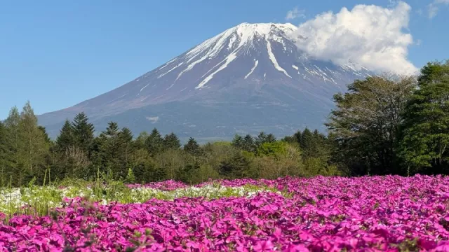 Japonsko mýma očima: O Tokiu, císařském paláci, květinovém festivalu a japonské vaně