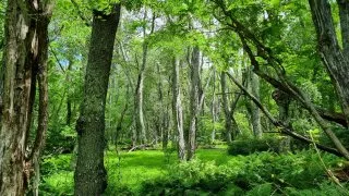 Národní park Shenandoah