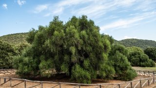 Olivovník Sardinia