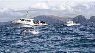 Za delfíny do Skotska