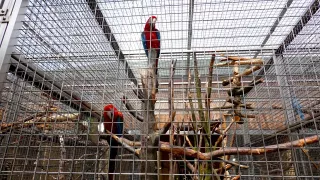 Papouščí ZOO