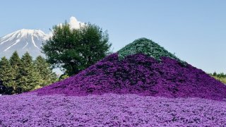 Japonsko mýma očima II