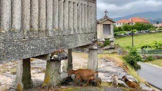 Soajo