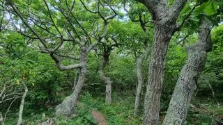 Národní park Shenandoah