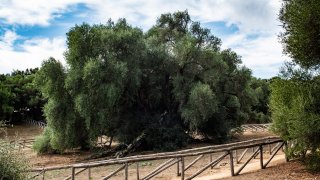 Olivovníky Sardinie