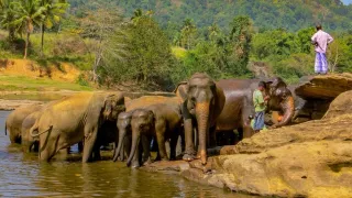 Sloní útulek, odkud pochází sloni z pražské zoo, ale i chrámy, skvělé jídlo a čaj, to je Srí Lanka