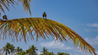 Belize