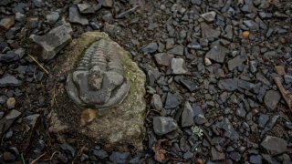 Křivoklátsko: Po stopách trilobitů a ještě dál