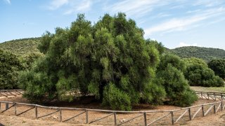 Olivovníky Sardinie