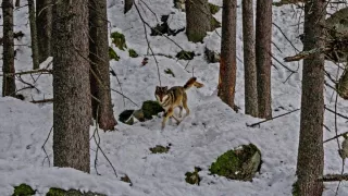 Zimní Šumava